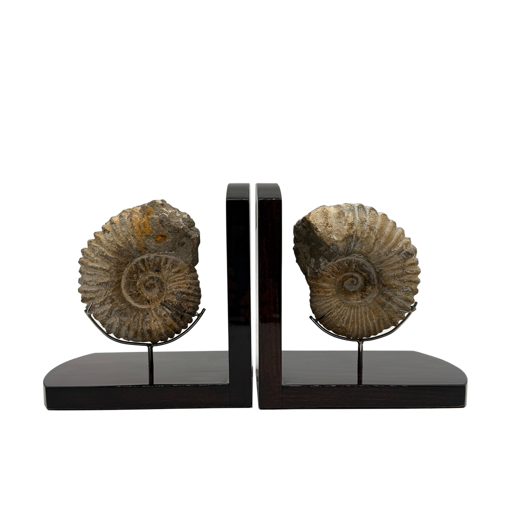 Ammonite Bookends
