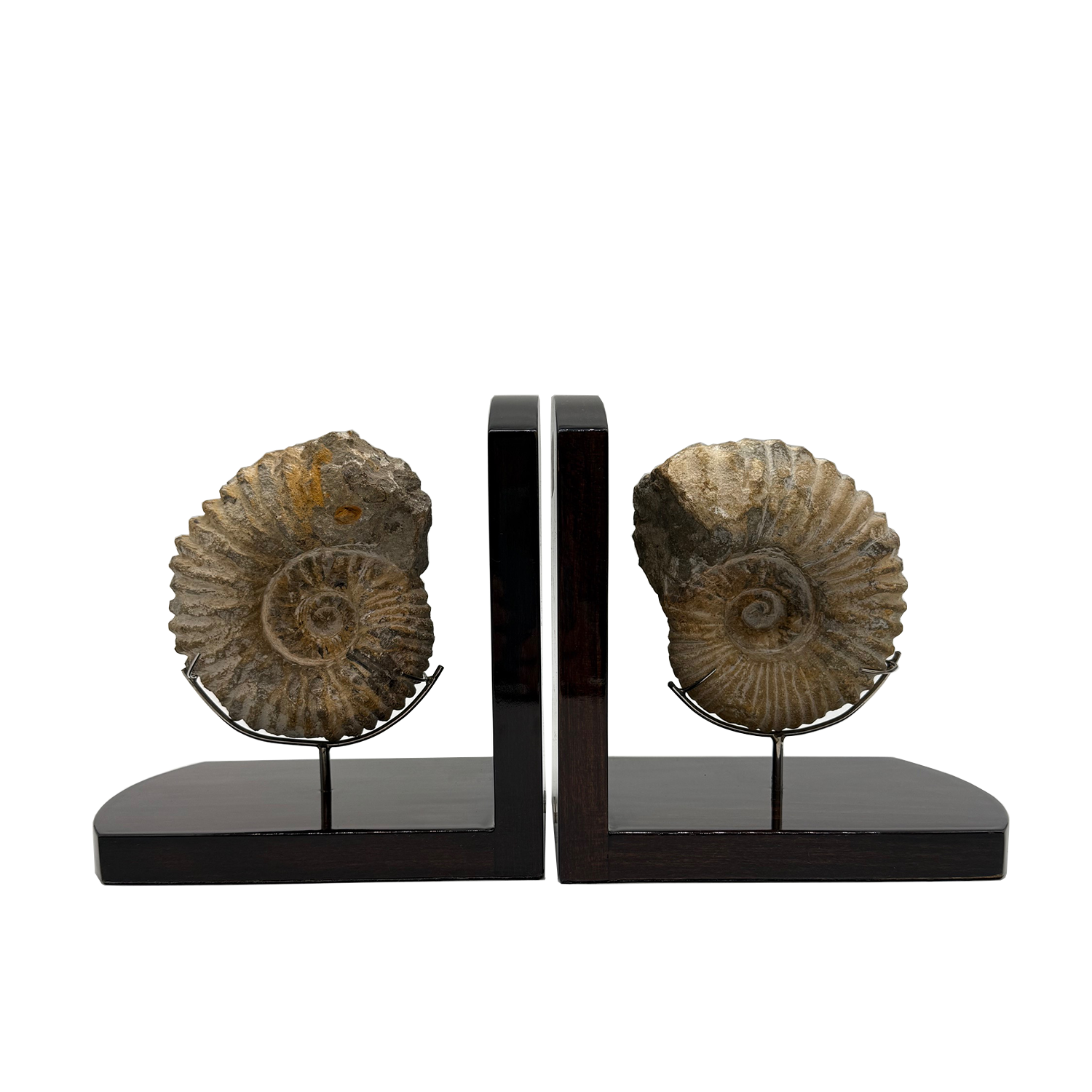 Ammonite Bookends