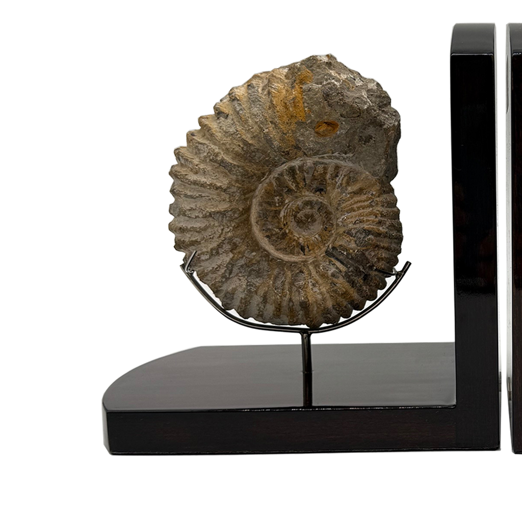 Ammonite Bookends