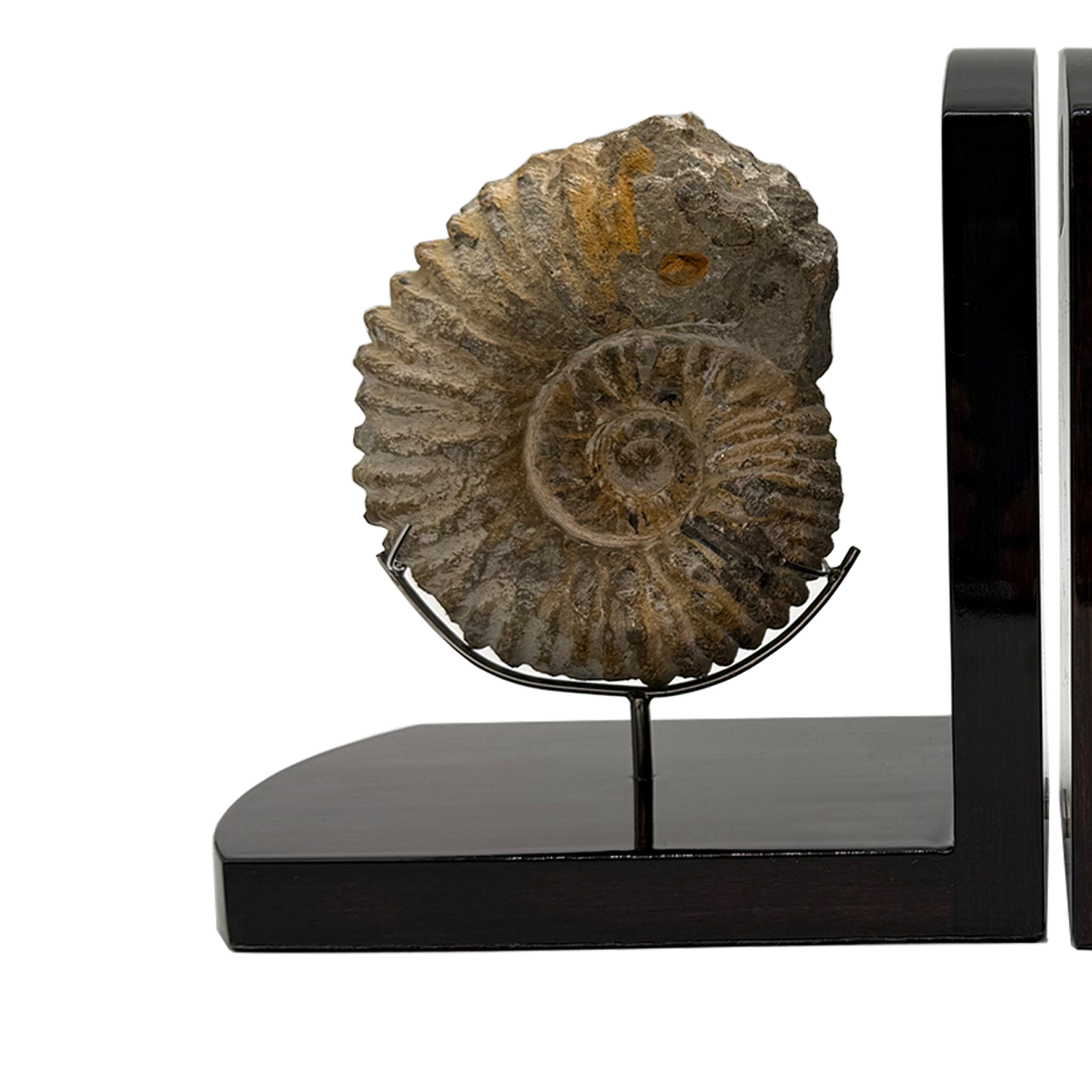 Ammonite Bookends