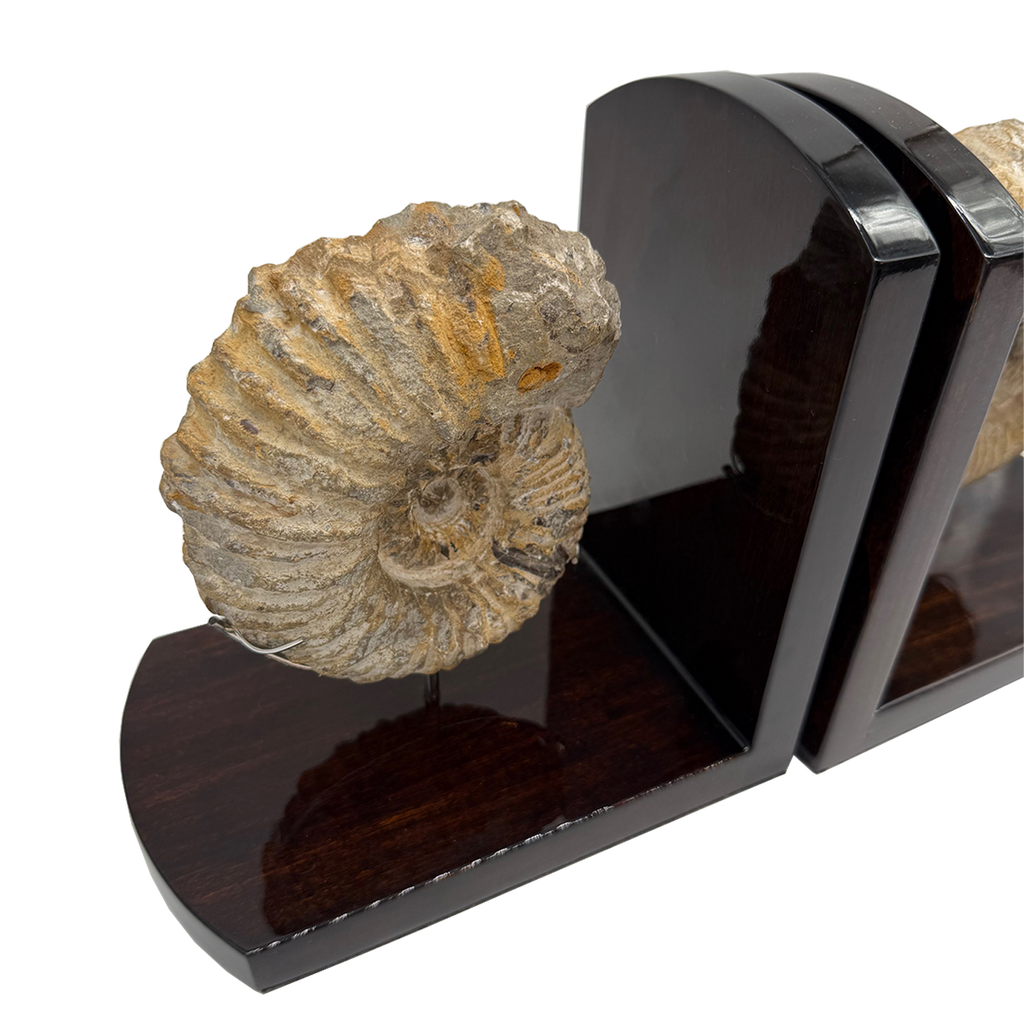 Ammonite Bookends