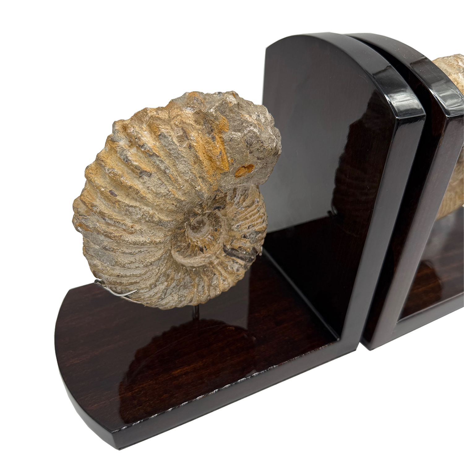 Ammonite Bookends
