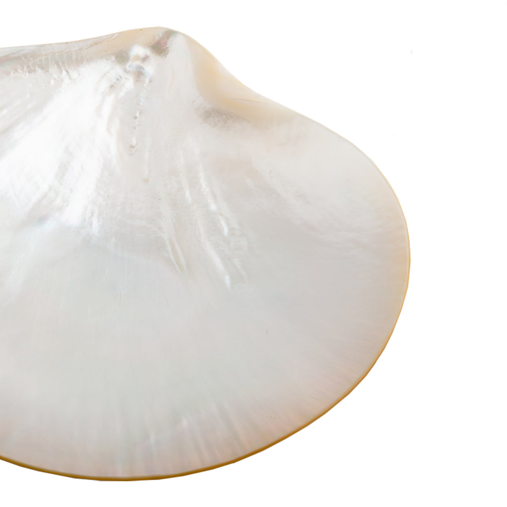 Turtle Mother Of Pearl Plate