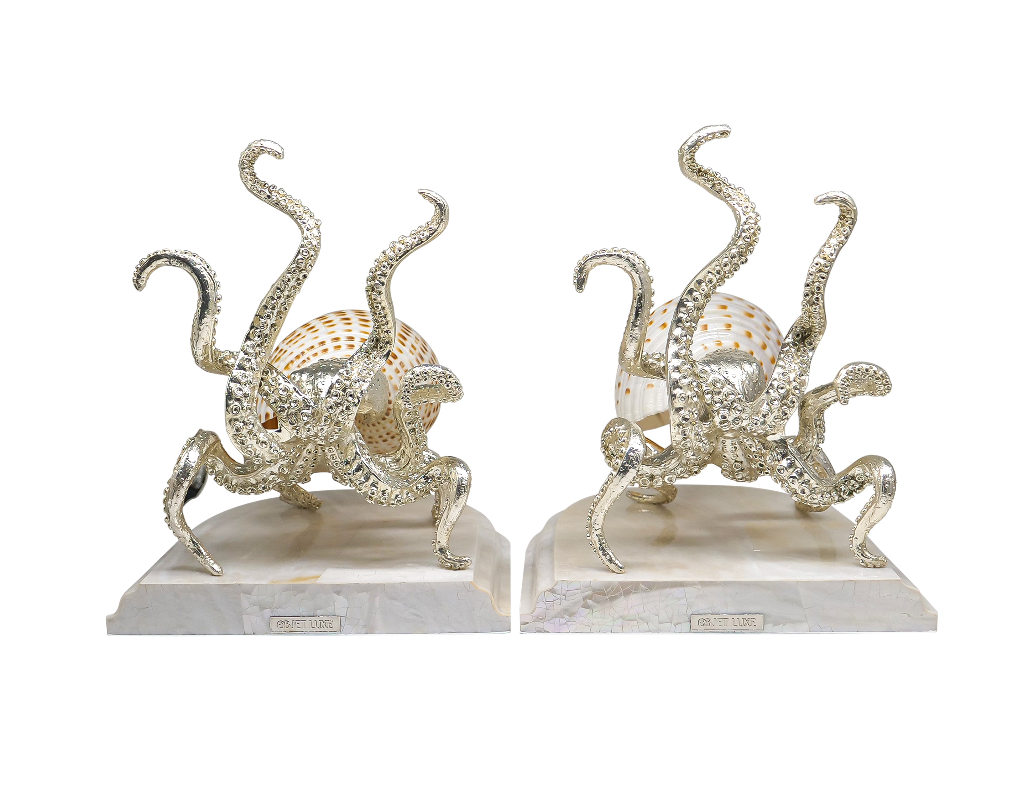 Octopus Tonna Tessellata Bookend
